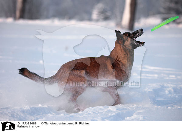 Malinois im Schnee / Malinois in snow / RR-23488