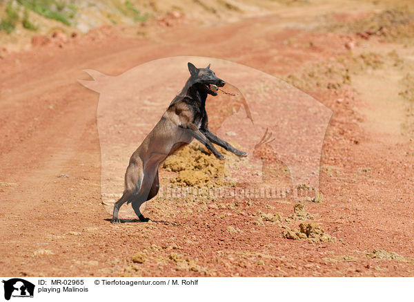 spielender Malinois / playing Malinois / MR-02965