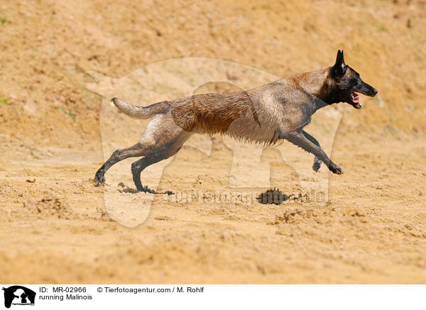 running Malinois / MR-02966