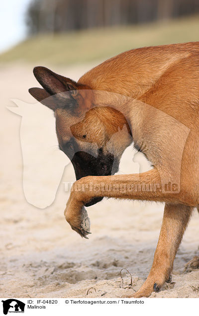 Malinois / Malinois / IF-04820