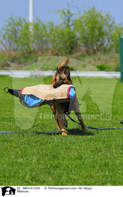 Malinois / MEH-01320