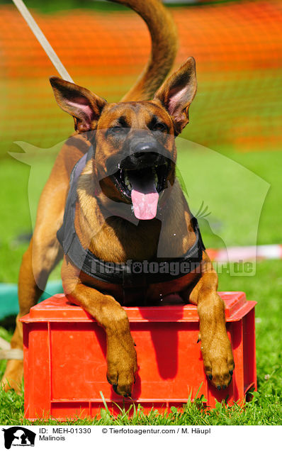 Malinois beim Ringsport / Malinois / MEH-01330