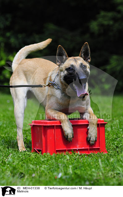Malinois beim Ringsport / Malinois / MEH-01338