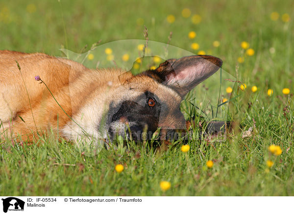 Malinois / Malinois / IF-05534