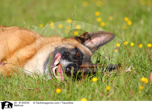 Malinois / Malinois / IF-05535