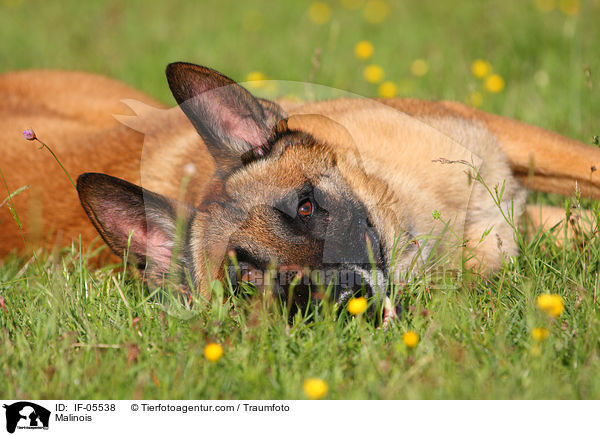 Malinois / Malinois / IF-05538