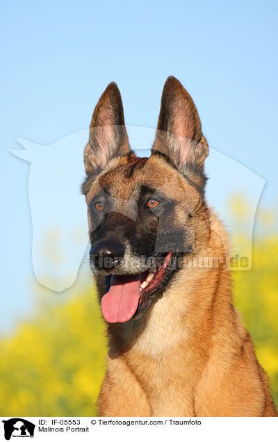 Malinois Portrait / Malinois Portrait / IF-05553