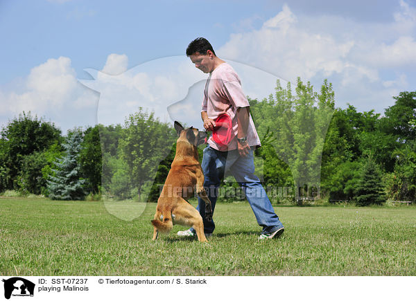 playing Malinois / SST-07237