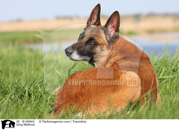 liegender Malinois / lying Malinois / IF-06843