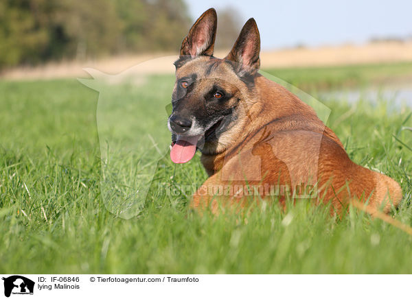 liegender Malinois / lying Malinois / IF-06846