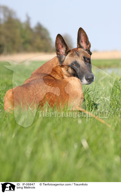 liegender Malinois / lying Malinois / IF-06847