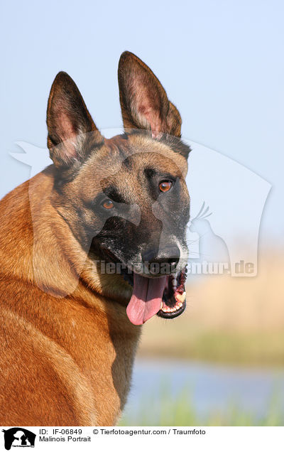 Malinois Portrait / Malinois Portrait / IF-06849