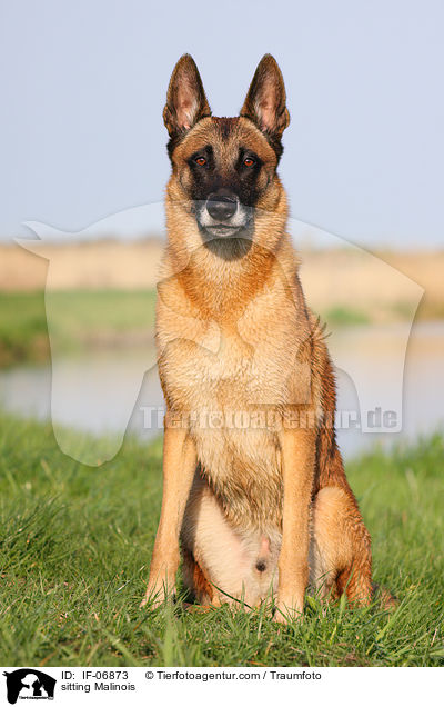 sitting Malinois / IF-06873