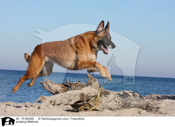 jumping Malinois / IF-08299