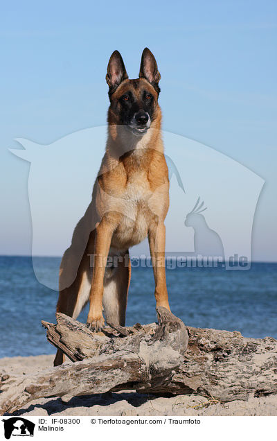 Malinois / IF-08300
