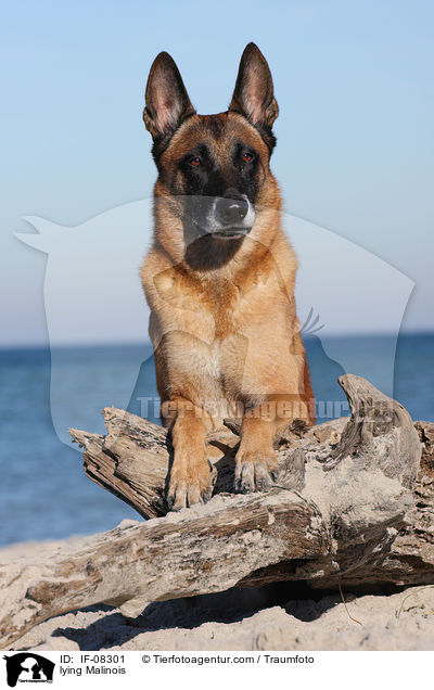 lying Malinois / IF-08301