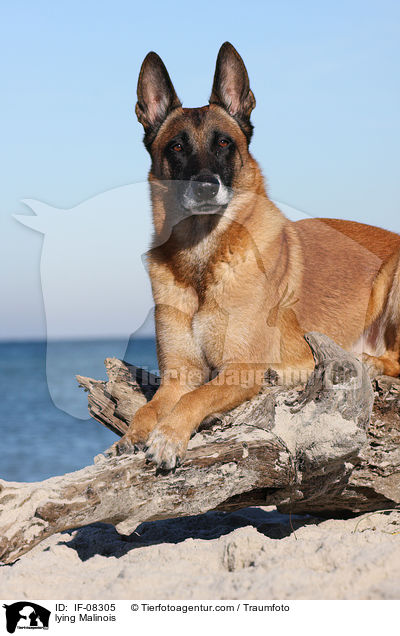 lying Malinois / IF-08305