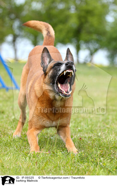 bellender Malinois / barking Malinois / IF-09325