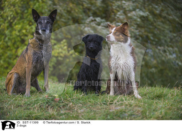 3 dogs / SST-11399