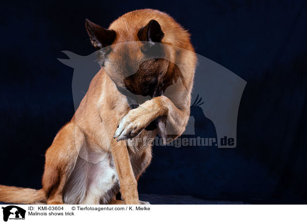 Malinois zeigt Trick / Malinois shows trick / KMI-03604