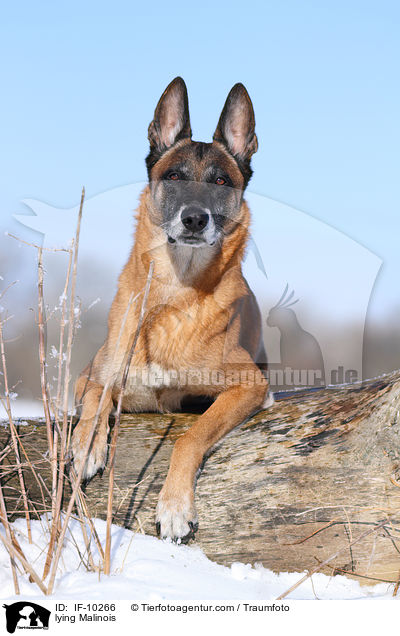 lying Malinois / IF-10266