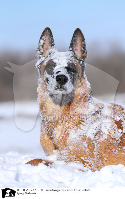 lying Malinois / IF-10277