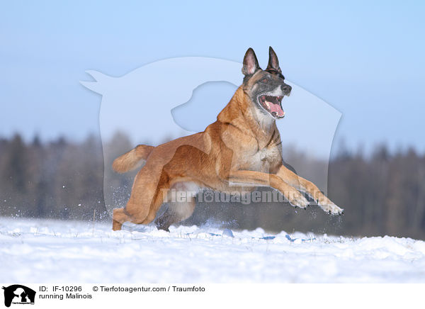 running Malinois / IF-10296