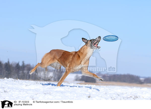 playing Malinois / IF-10303
