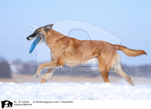 playing Malinois / IF-10305