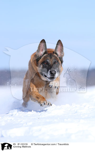 running Malinois / IF-10319