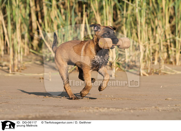 junger Malinois / young Malinois / DG-06117