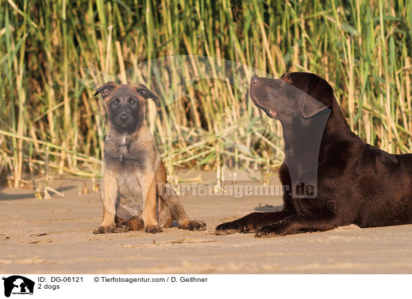 2 dogs / DG-06121