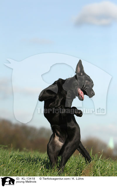 junger Malinois / young Malinois / KL-13418