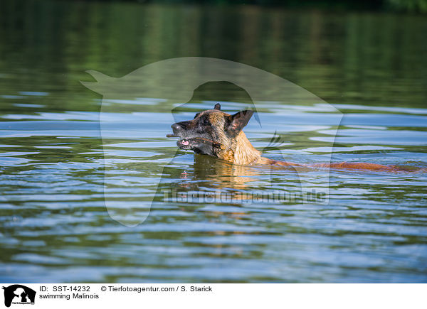 schwimmender Malinois / swimming Malinois / SST-14232