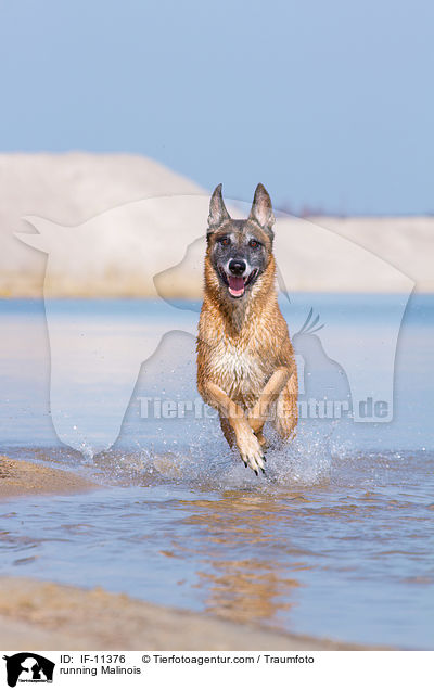 running Malinois / IF-11376