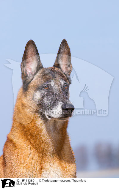 Malinois Portrait / IF-11389