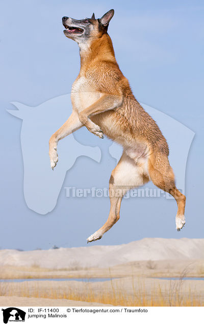 jumping Malinois / IF-11400