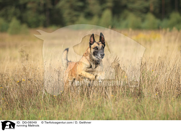 running Malinois / DG-08049