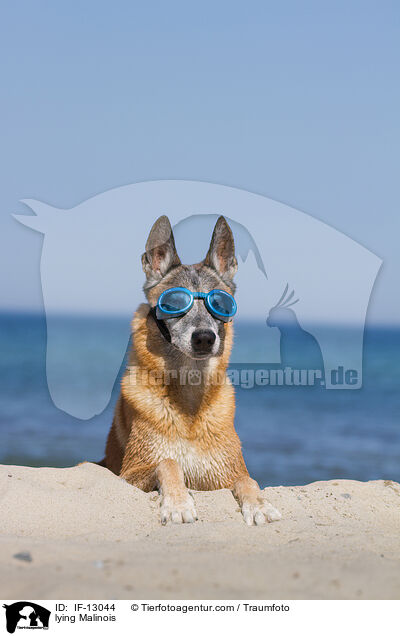 liegender Malinois / lying Malinois / IF-13044