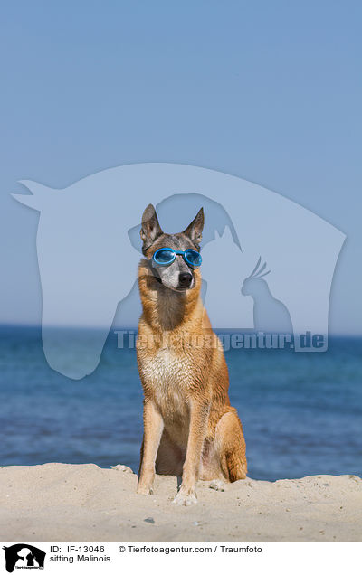 sitzender Malinois / sitting Malinois / IF-13046