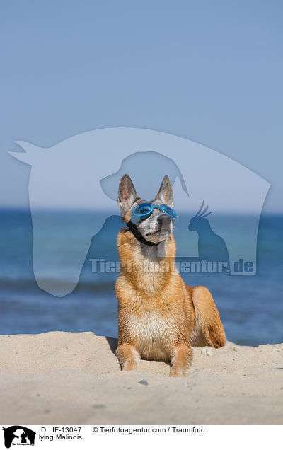liegender Malinois / lying Malinois / IF-13047