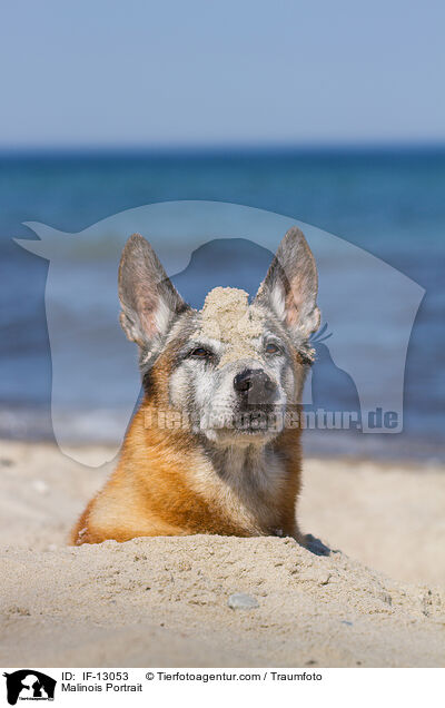 Malinois Portrait / IF-13053