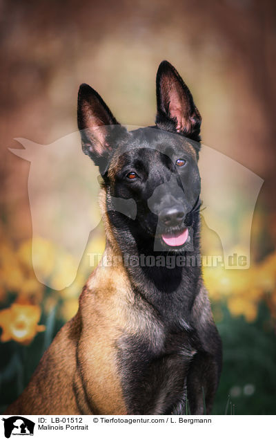Malinois Portrait / Malinois Portrait / LB-01512