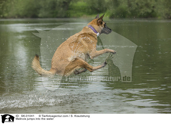 Malinois springt ins Wasser / Malinois jumps into the water / SK-01041