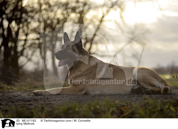liegender Malinois / lying Malinois / MC-01192