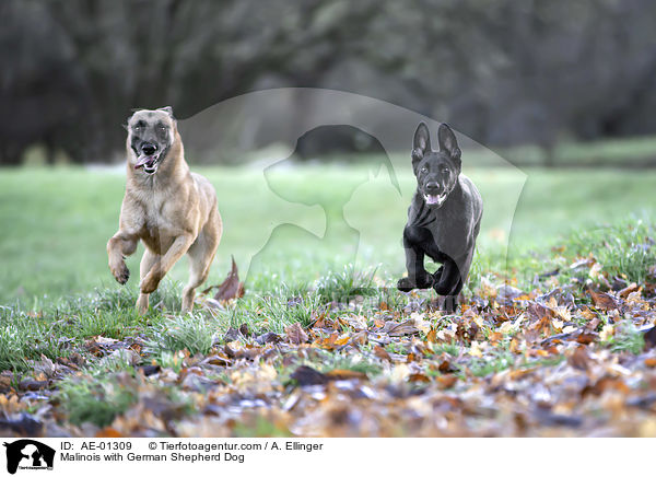 Malinois with German Shepherd Dog / AE-01309