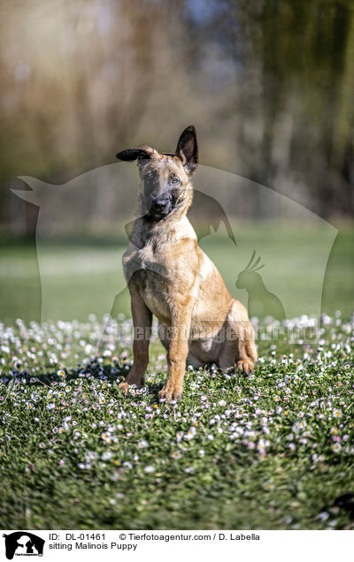 sitzender Malinois Welpe / sitting Malinois Puppy / DL-01461