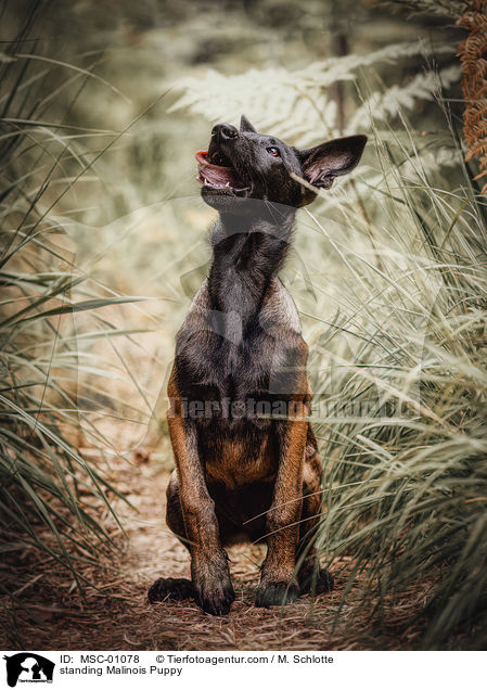 stehender Malinois Welpe / standing Malinois Puppy / MSC-01078