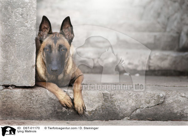 liegender Malinois / lying Malinois / DST-01170