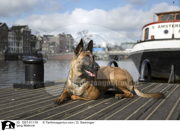liegender Malinois / lying Malinois / DST-01178